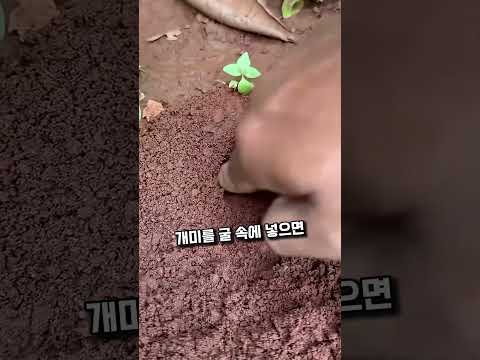 개미를 이용한 천연 해충퇴치법의 비밀