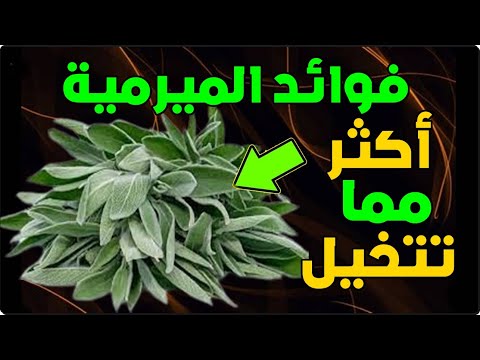 فوائد الميرمية - هل تعلم ماذا يحصل في جسمك لو داومت على شرب منقوع الميرمية!