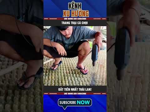 TRANG TRẠI CÁ CHỌI (BETTA FISH) ĐẮT TIỀN NHẤT THÁI LAN!