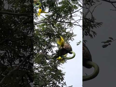 weavers attacking boomslang
