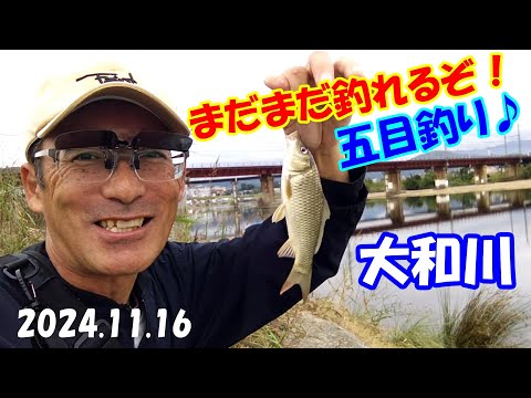 【秋の小物五目釣り・まだ釣れるの？】ヤバい！大和川でオイカワ・ニゴイ・小鯉・スゴモロコ・タモロコと、のべ竿で夕方から半夜釣り？大阪釣り・柏原市・マルキュー九ちゃんで決まりだな！