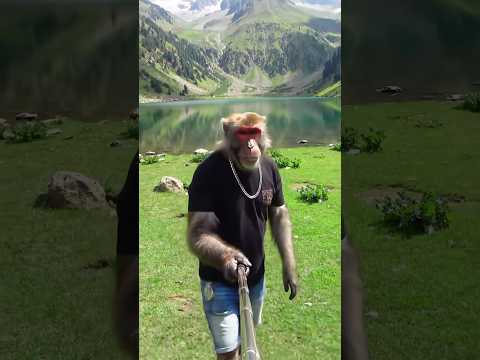 Bantoo bhai in Kashmir With Hot Kahwa(yum🤤),Snowy vibes❄️🍵💛 #aimonkeyvlog #monkey #funny