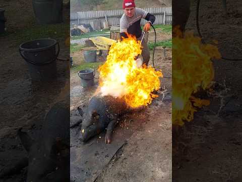 Сало Водолага Стасян