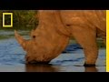 Mega Herbivores and Conservation Efforts