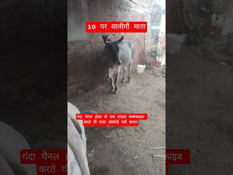 10 पर वालीगौ माता #13million #cow #farming #100millon #gaumata #motivation