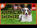 Australian Shepherd Knowledge Assessment
