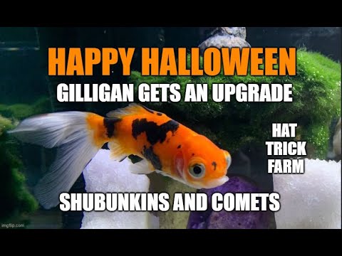 🧡SHUBUNKIN AND COMET GOLDFISH🖤 | 💀HAPPY H Hi everyone, In this video I am showcasing a few single tail goldfish that are not perfect. They hav