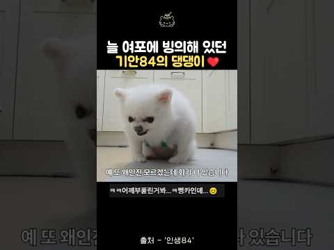 늘 여포에 빙의해 있던 기안84의 댕댕이 <strong>캔디</strong> #기안84 #포메라니안 #강아지별