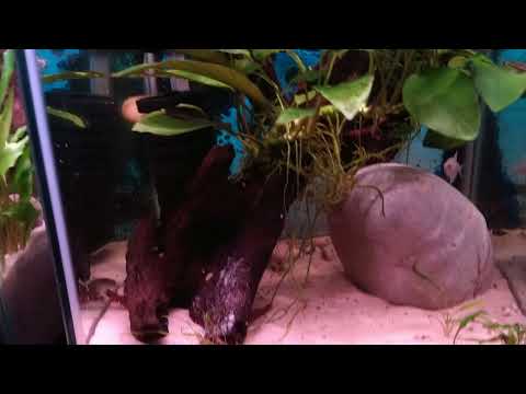 Hopefully a fairly quick tour. A look at some new plants and fish I just bought