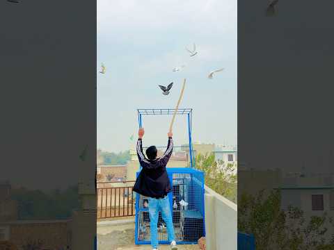 Sare Kabutar Uda Diye 😱 #shorts #ytshorts #kabootar #pets #pigeon