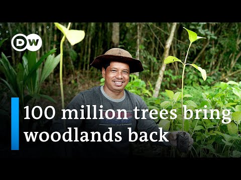 Indonesia: 100 million trees for Borneo | Global Ideas