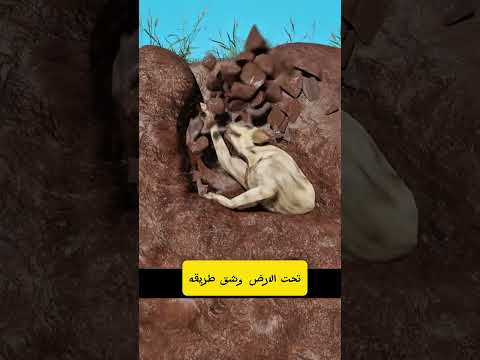 الكلب الذي دفنوه حياً 😨