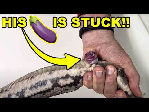 Python Hemipenes Emergency! Can We Save Him?