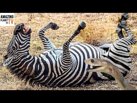 20 моментов когда животные были парализованы Змеей. ЗЕБРА НЕ ЗНАЛА, Что ЧЕРНАЯ Мамба способна на Это