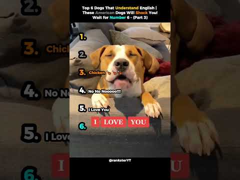 Top 6 Dogs That Understand English | These American Dogs Will Shock You!Wait for Number 6 - (Part 3)