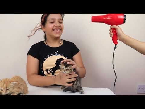 Shfa Learns How To Foster a Kittens