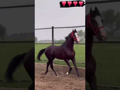 #horse #ghoda #ghodakatora #horseracing #animals #trend #shortsvideo #viralvideos #sadmoment #sad