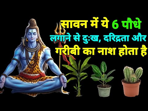 सावन में ये 6 पौधे लगाने से दुःख, दरिद्रता और गरीबी का नाश होता है। 🌱