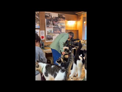 Your little superchat will save the lives of cats. BBC start