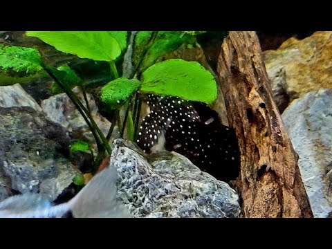 Vampire Pleco is out! Just finished the weekly water change  and this time I caught the vampire pleco hanging outside it's