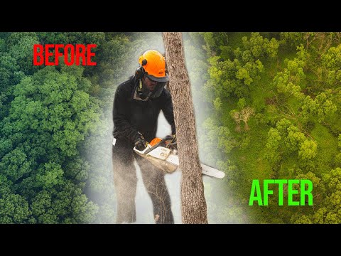 1 Acre Bedding Thicket | Habitat Project Start to Finish