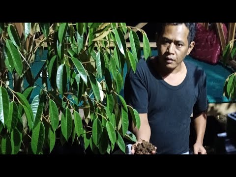 🔴MARI BERGABUNG CARA MENANAM DURIAN AGAR TUMBUH SUBUR DAN CEPAT BERBUAH