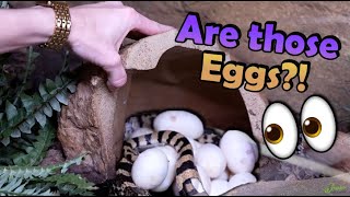 Zoo Catches Bullsnake Laying Eggs