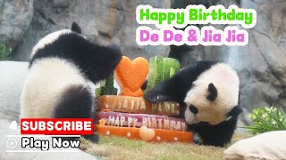 Panda Twins' First Birthday Celebration Spreads Across Hong Kong｜iPanda