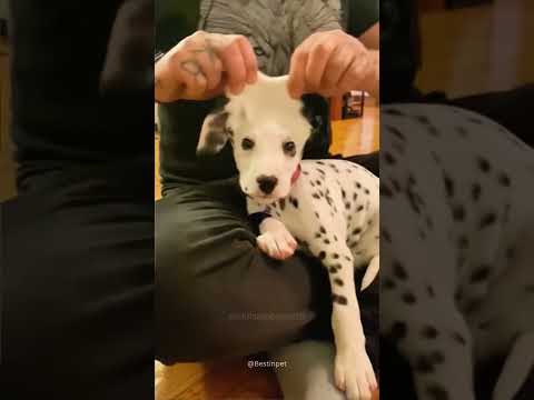 Dogs being idiots part 135 #funny #lovegoldens #funnypets #pets #cutegolden #petvideos #funnyanimals