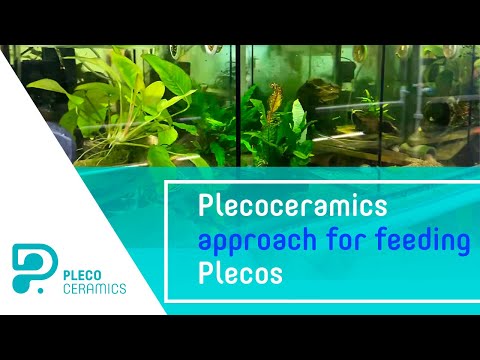 Plecoceramics approach for feeding Plecos. Or why  In this video we share Plecoceramics approach for feeding plecos. After watching this video you will