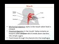 Digestive System Functions and Processes