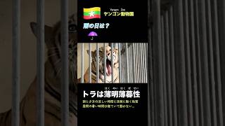 【激レア】雨のヤンゴン動物園。トラが豹変しました #ヤンゴン