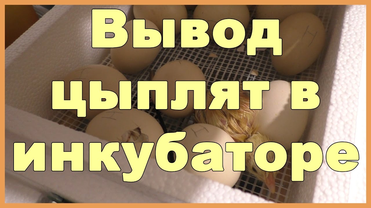 Вывод цыплят в инкубаторе