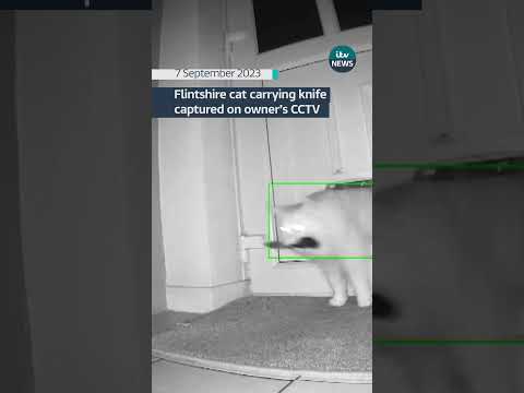 Flintshire cat carrying knife captured on owner's CCTV #wales #cats #catvideos #cctv
