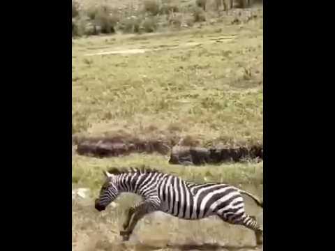 With great skill, the zebra escapes death. #animals #viralvideo #shorts