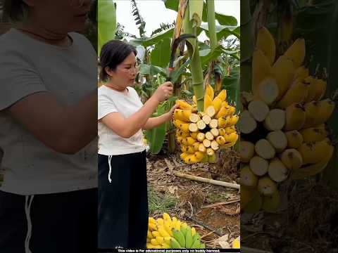 থাইল্যান্ডের মানুষ কলাপাতা বিক্রি করে | banana farming