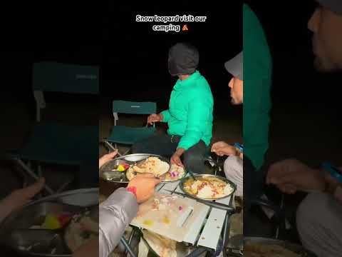 Snow leopard visit Our Camping #campinginindia #camping #wild