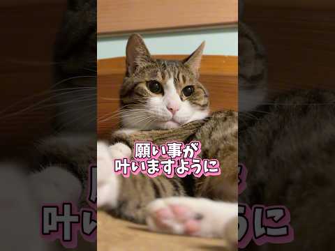 猫の動画サムネイル - もうすぐ七夕✨願い事叶えたい#cats #shorts #球太