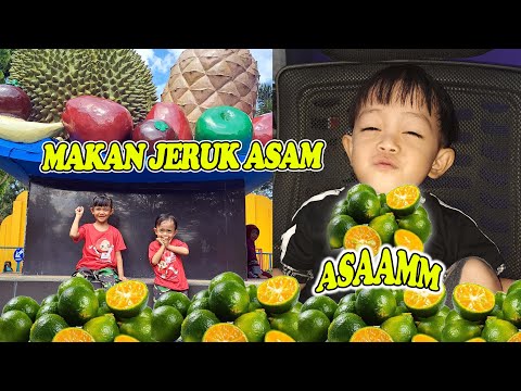 MAKAN JERUK KASTURI YANG RASANYA ASAM😫