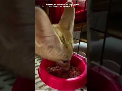 A fox that was dehydrated was fortunately helped by a passerby and the ending #cuteanimals #fox #