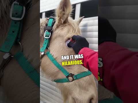 Horse's new googly eye keeps falling out
