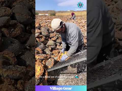 Sunflower Seed AVALANCHE🌻This INCREDIBLE Harvesting Technique is So SATISFYING to Watch! #sunflower