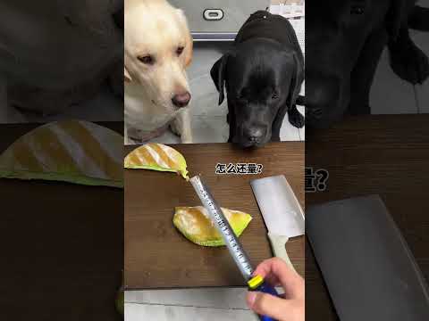 Dog: You are more evil than me There is a stupid dog at home Cute pet debut plan The dog's thoughts