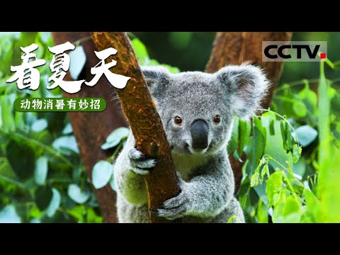 動物解暑有“妙招” 看它們如何“花式避暑”《看夏天》【CCTV纪录】 - YouTube