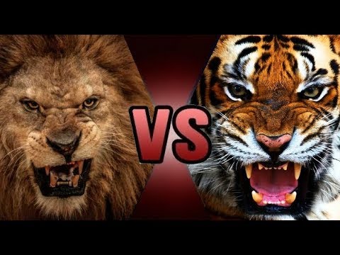 اقوى مقارنة بين الأسد والنمر + قتال حقيقي - الأسد VS النمر | من الأقوى ؟ HD