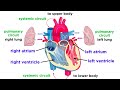 Understanding the Heart and Circulatory System