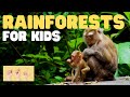 Rainforest Ecosystem Knowledge Assessment
