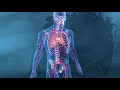 Ciclo Cardiovascular e Funções do Sangue