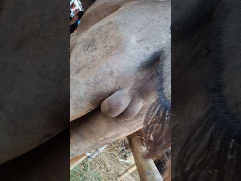 উটকে ভালো ভাবে দেখে নিচ্ছে#shortvideo #shortsfeed #shorts #shortsyoutube #videos #video #videoshort