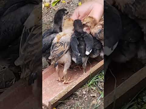 anak ayam aja ngontennya dari pada binging #shorts #ayam